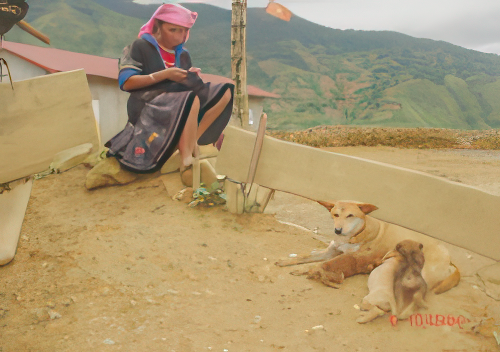 A person seated near a wooden fence is looking at an item in their hands, while three dogs rest on the ground nearby. There is a mountainous landscape in the background.